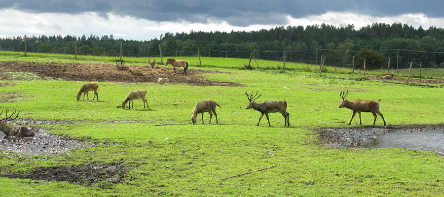 Park Dzikich Zwierząt